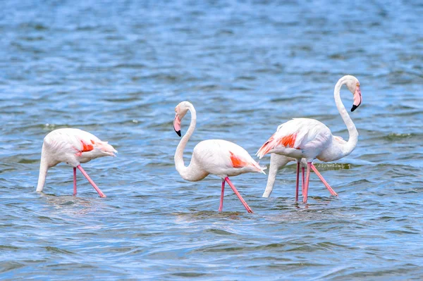 View Flamingos Water — Stock Photo, Image