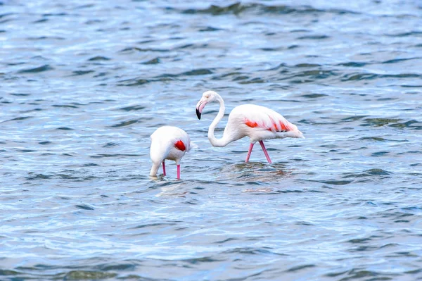 View Flamingos Water — Stock Photo, Image