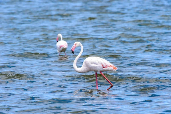 Blick Auf Flamingos Wasser — Stockfoto