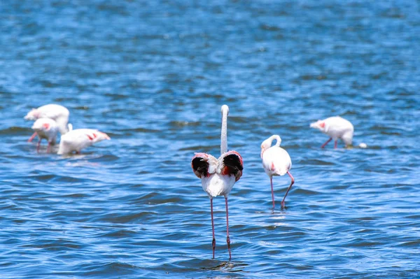 Pohled Flamingos Vodě — Stock fotografie