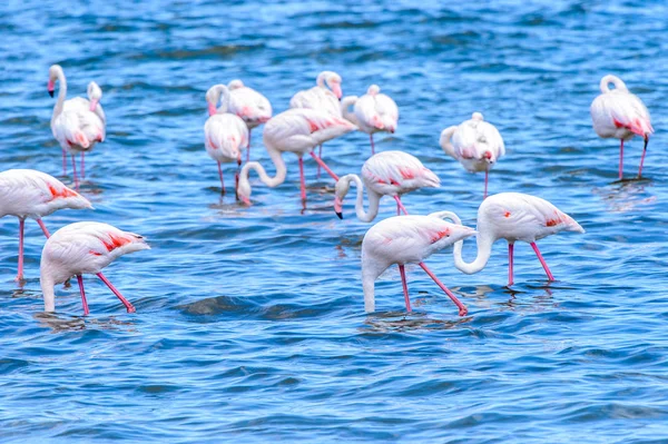 Utsikt Över Flamingos Vatten — Stockfoto