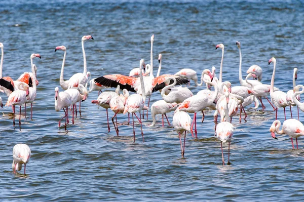 suda Flamingolar görünümü