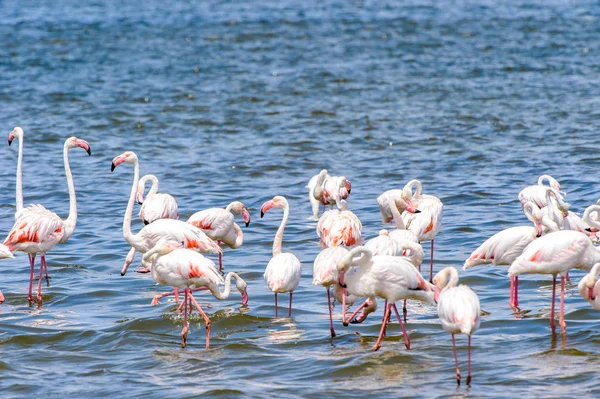 suda Flamingolar görünümü