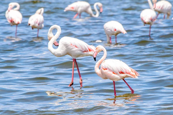 Blick Auf Flamingos Wasser — Stockfoto