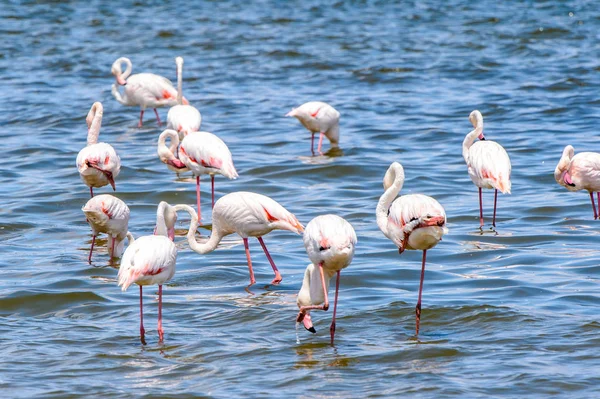 Flamingók Megtekintése Vízben — Stock Fotó