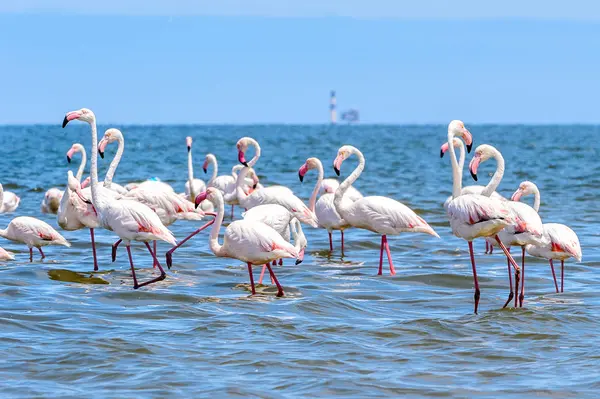 Pohled Flamingos Vodě — Stock fotografie