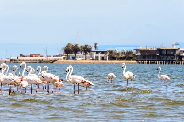 Pohled Flamingos Vodě — Stock fotografie