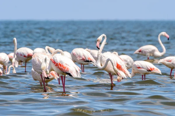 Pohled Flamingos Vodě — Stock fotografie