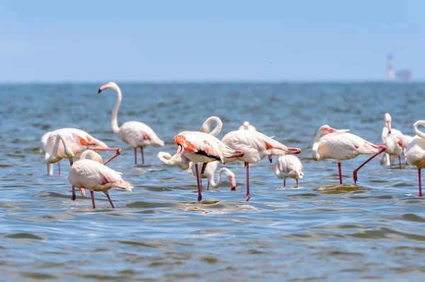 Pohled Flamingos Vodě — Stock fotografie
