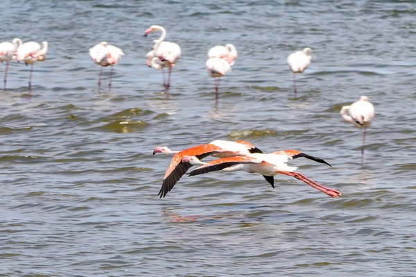 Pohled Flamingos Vodě — Stock fotografie