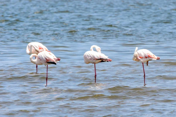 Suda Flamingolar Görünümü — Stok fotoğraf