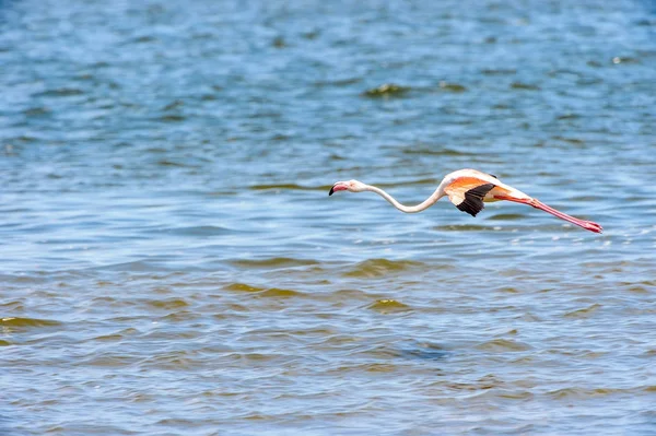 Vista Los Flamencos Agua —  Fotos de Stock