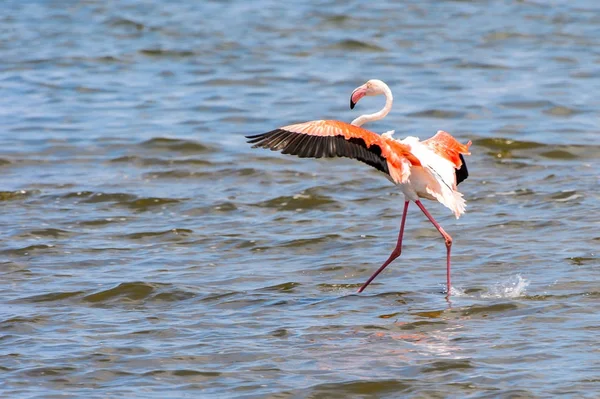 Pohled Flamingos Vodě — Stock fotografie