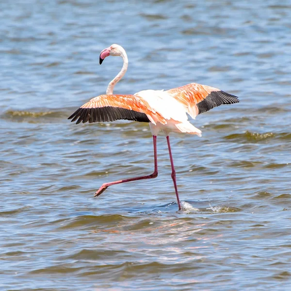 Pohled Flamingos Vodě — Stock fotografie