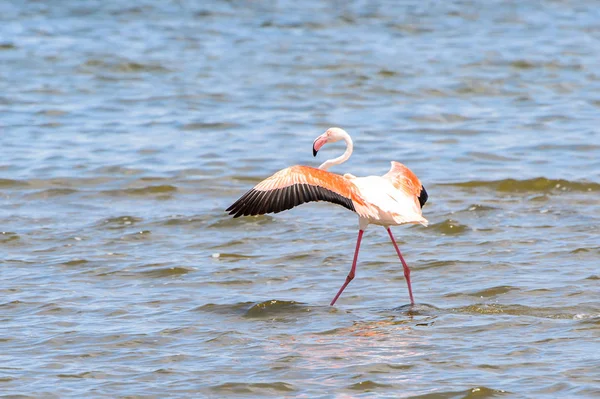 Pohled Flamingos Vodě — Stock fotografie