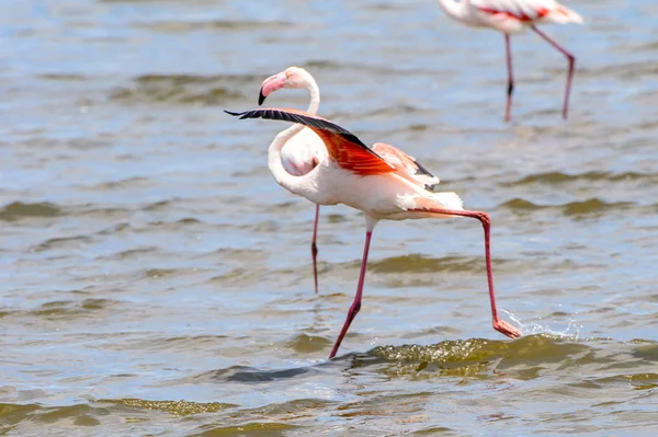 Flamingo Havet — Stockfoto