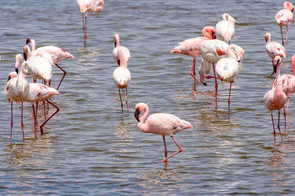 Okyanusta Flamingo — Stok fotoğraf