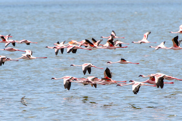 Фламинго в океане
