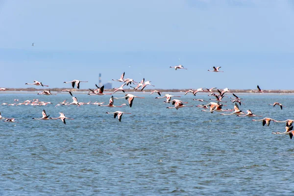 Flamingo Oceanie — Zdjęcie stockowe