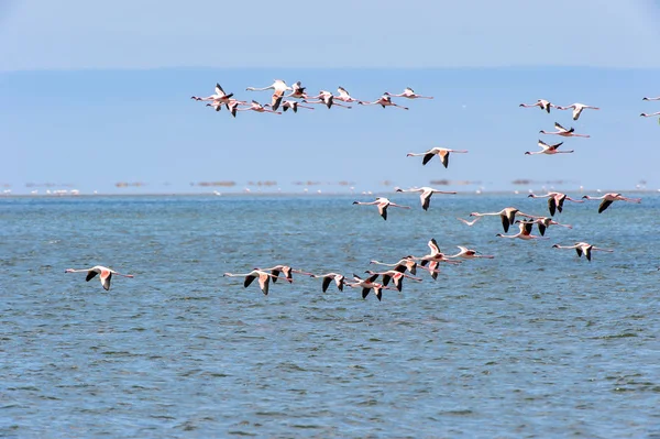 Flamingo Oceanie — Zdjęcie stockowe