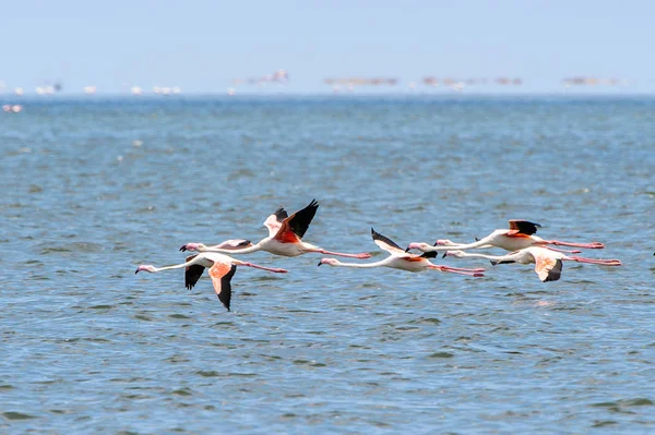 Flamingo Oceano — Fotografia de Stock