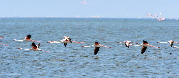 Flamingo Oceanie — Zdjęcie stockowe