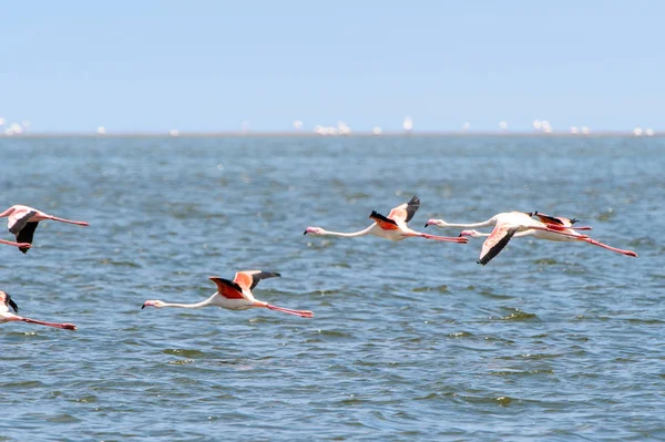 Flamingo Oceanie — Zdjęcie stockowe