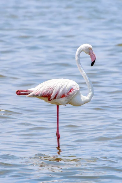 Okyanusta Flamingo