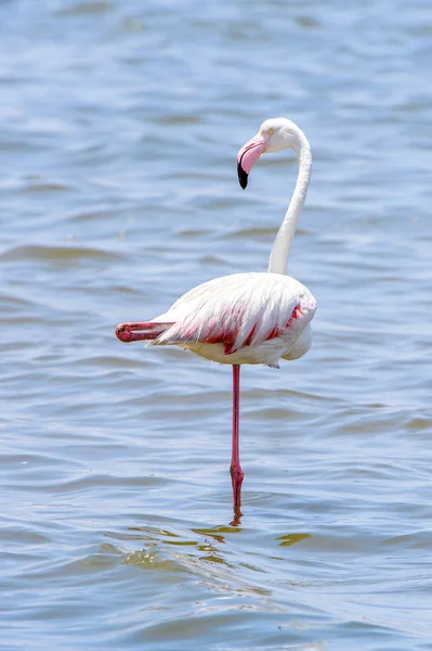 Okyanusta Flamingo