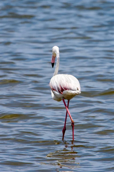 Flamingo Havet — Stockfoto