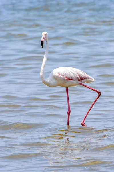 Flamingo Oceanie — Zdjęcie stockowe