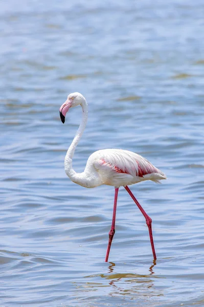 Flamingo Oceano — Fotografia de Stock