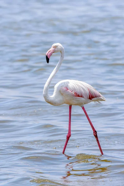 Okyanusta Flamingo