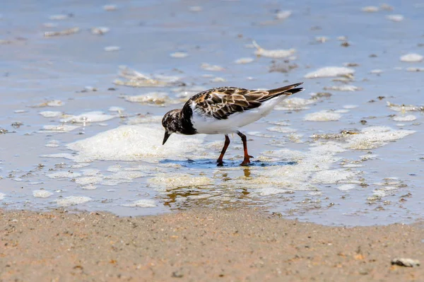 Little Bird Walvis Bay Namibië — Stockfoto