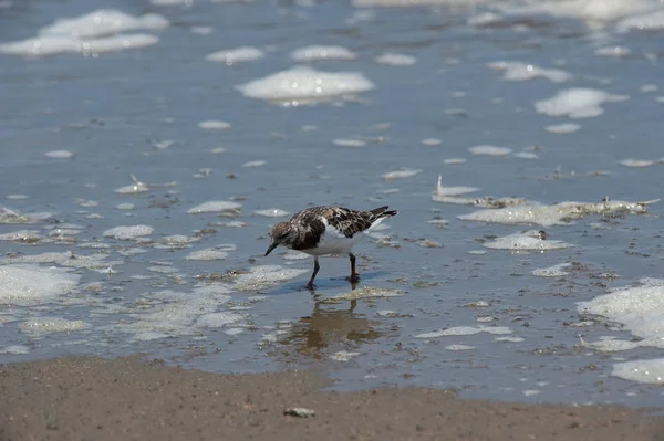 Kleiner Vogel Walvisbucht Namibia — Stockfoto