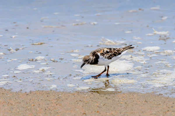 Pájaro Pequeño Walvis Bay Namibia — Foto de Stock