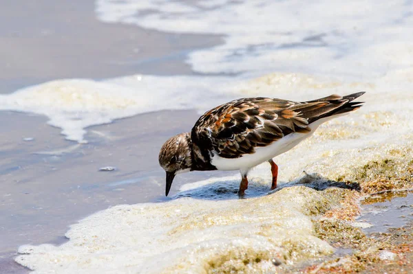 Pájaro Pequeño Walvis Bay Namibia —  Fotos de Stock