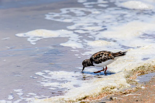 Pájaro Pequeño Walvis Bay Namibia —  Fotos de Stock