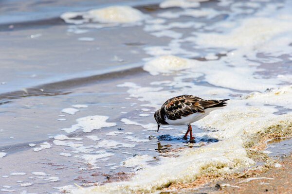 Little bird, Walvis Bay, Namibia