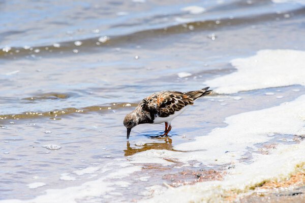 Little bird, Walvis Bay, Namibia