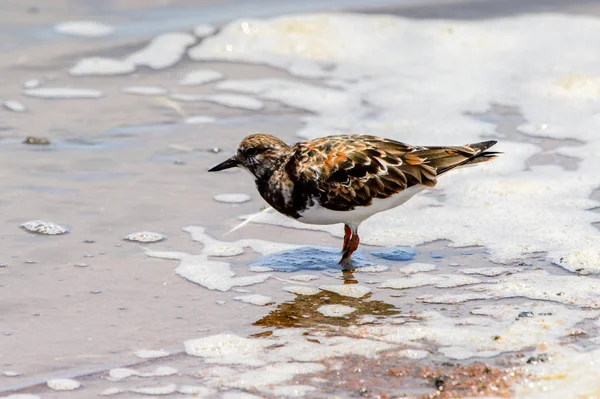 Kleiner Vogel Walvisbucht Namibia — Stockfoto