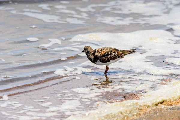 Malý Pták Walvis Bay Namibie — Stock fotografie