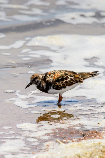 Pájaro Pequeño Walvis Bay Namibia — Foto de Stock