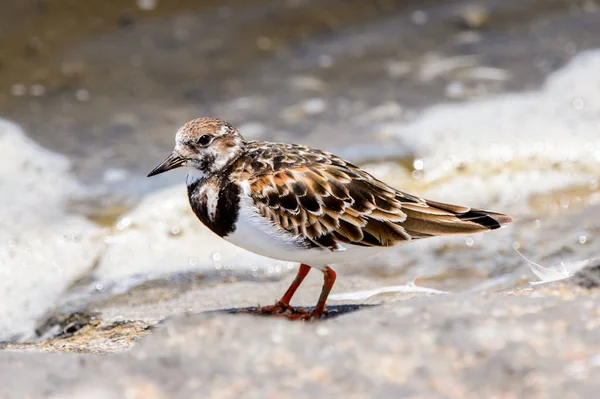Pájaro Pequeño Walvis Bay Namibia —  Fotos de Stock