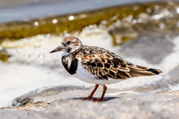 Malý Pták Walvis Bay Namibie — Stock fotografie