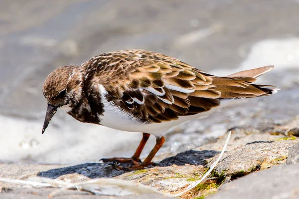 Little Bird Walvis Bay Namibia — Stockfoto