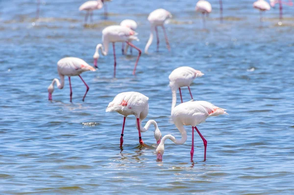 Flamingo Ozean — Stockfoto