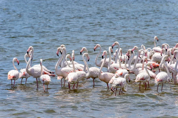 Flamingó Óceánban — Stock Fotó