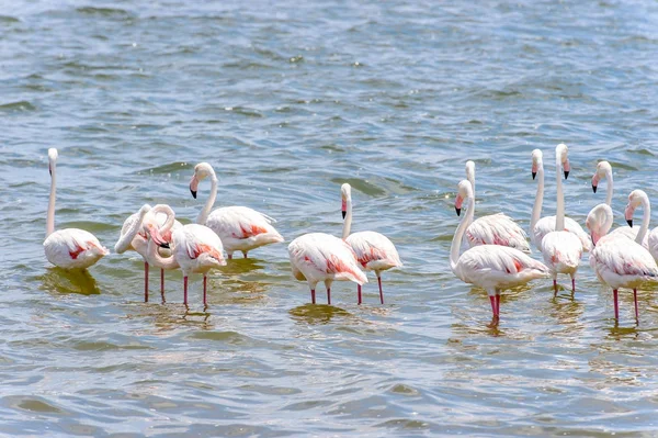 海のフラミンゴ — ストック写真