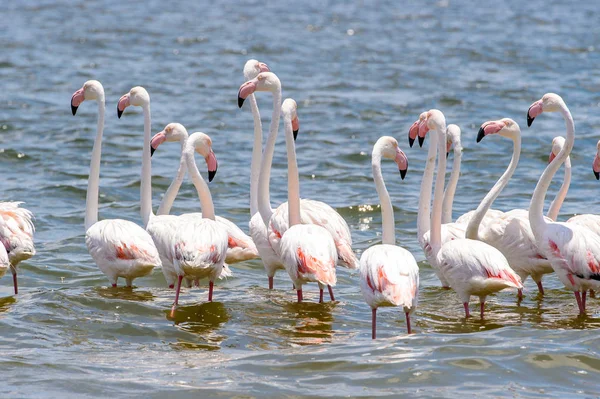 Фламинго Океане — стоковое фото